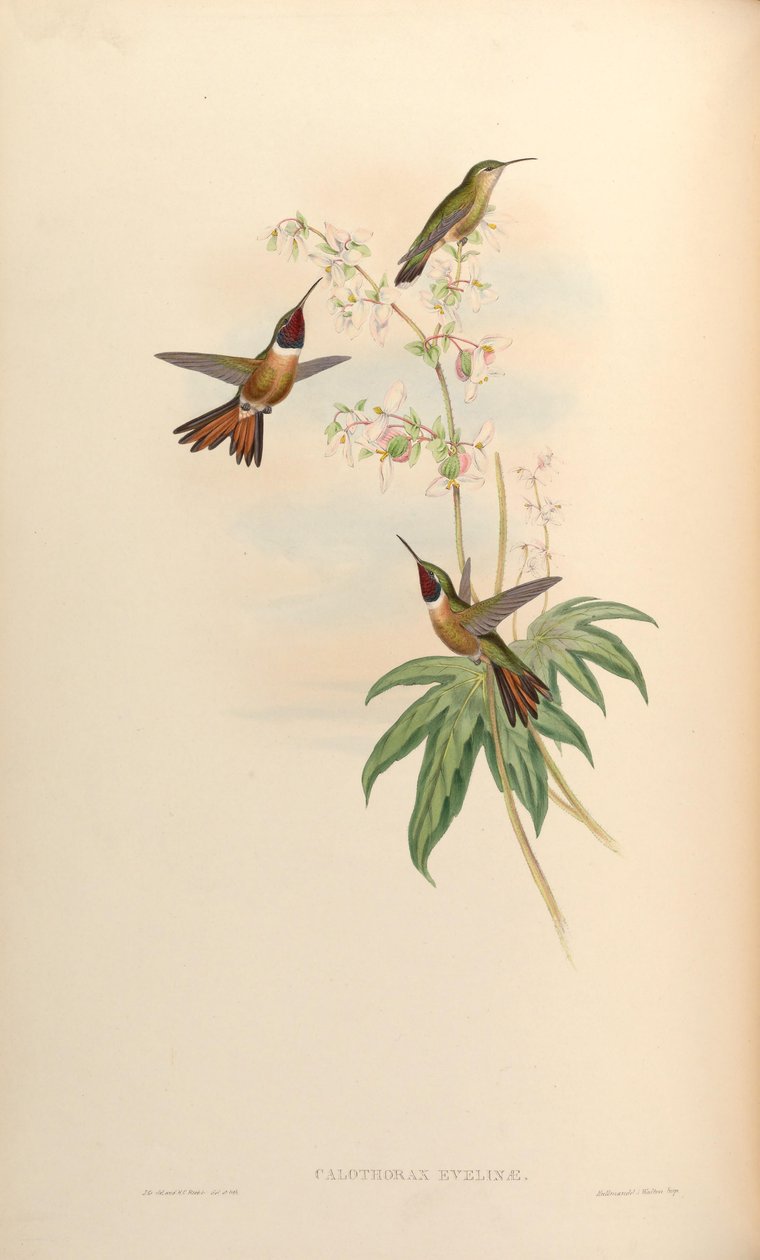 Calothorax evelinae = Calliphlox evelynae od John Gould