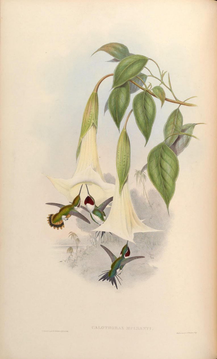 Calothorax mulsanti = Chaetocercus mulsant od John Gould