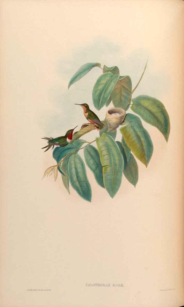 Růže Calothorax = růže Chaetocercus jourdanii od John Gould