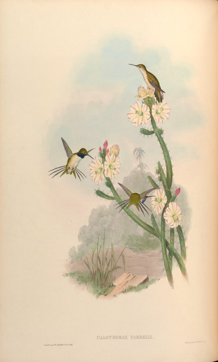 Calothorax yarrelli = Eulidia yarrellii od John Gould