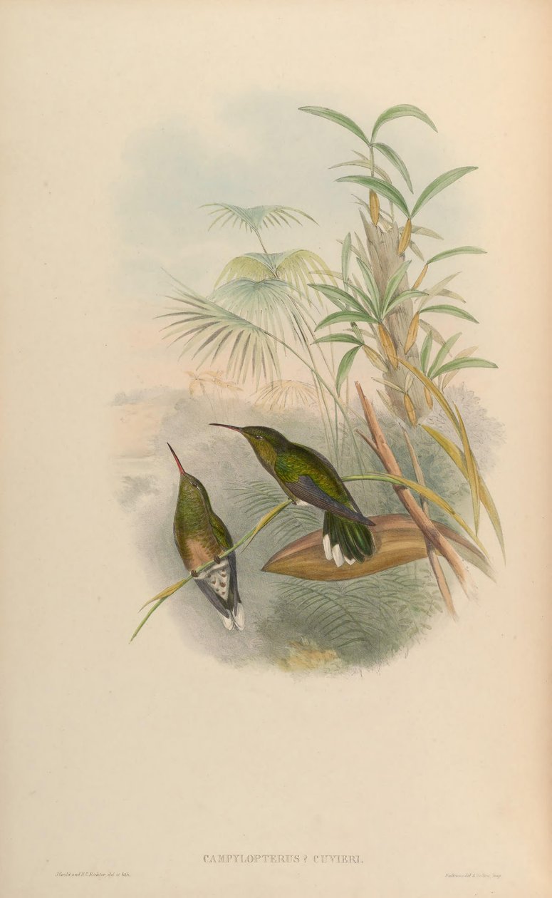 Campylopterus cuvierii = Phaeochroa cuvierii maculicauda od John Gould