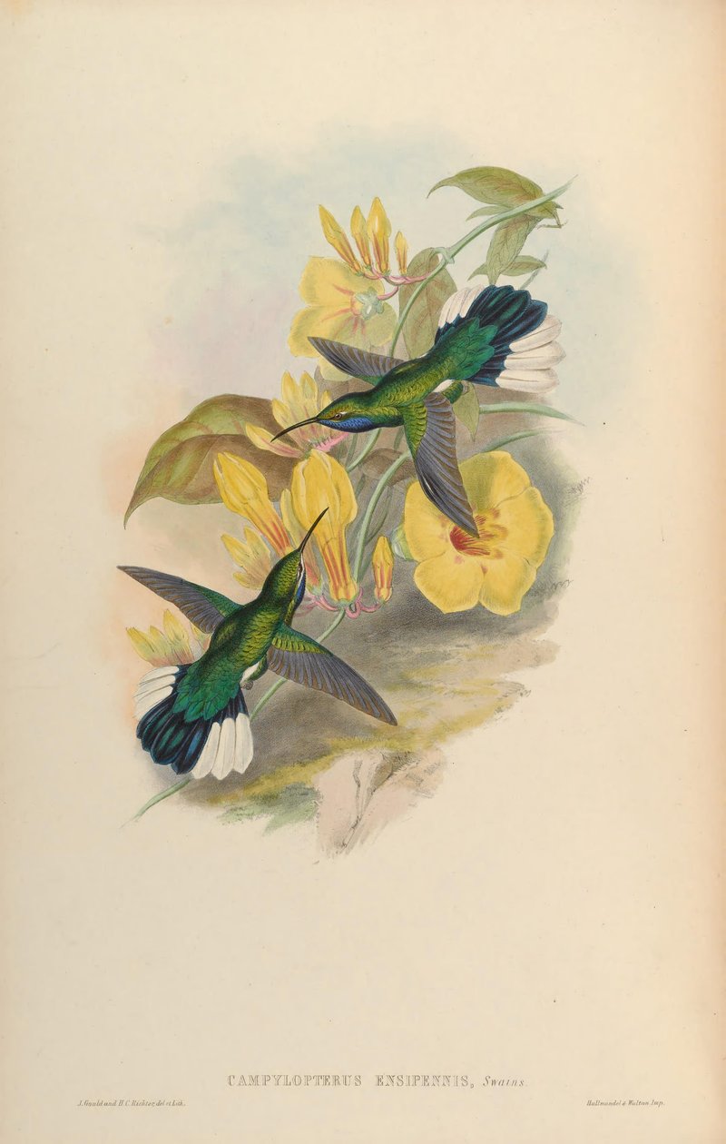 Campylopterus ensipennis od John Gould