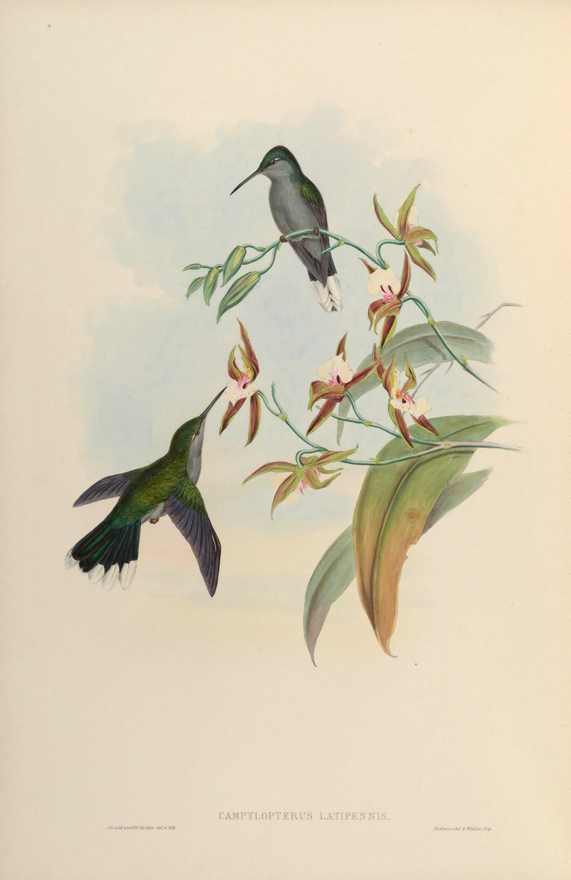 Campylopterus latipennis = Campylopterus largipennis od John Gould