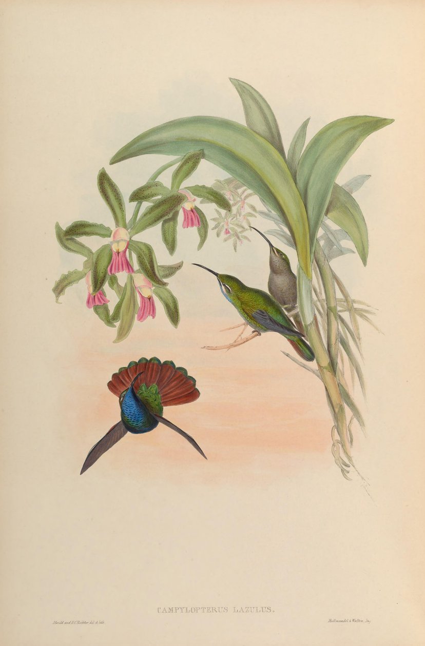 Campylopterus lazulus = Campylopterus falcatus od John Gould