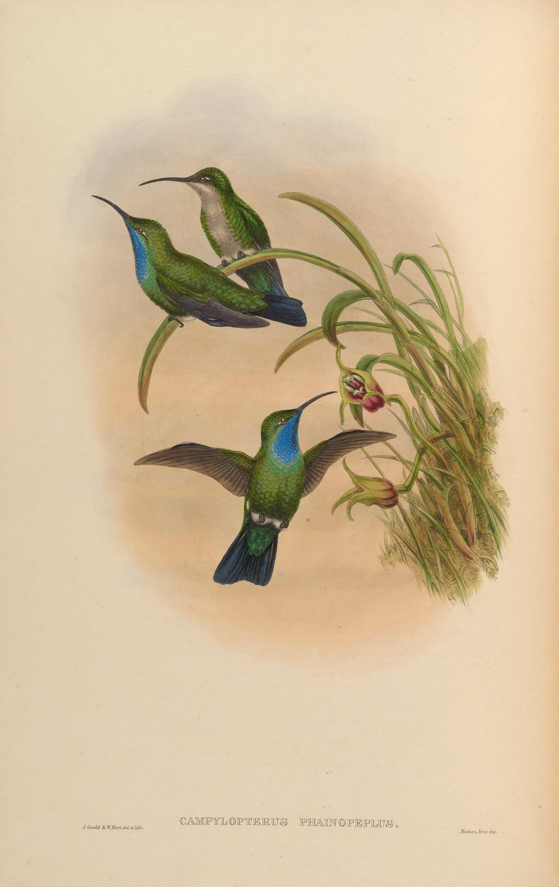 Campylopterus phainopeplus od John Gould