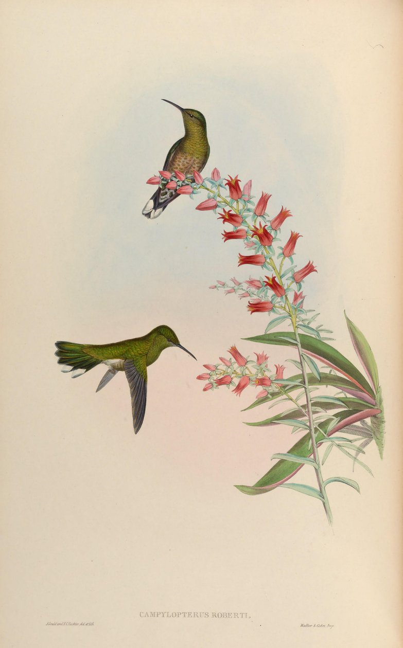 Campylopterus roberti = Phaeochroa cuvierii roberti od John Gould