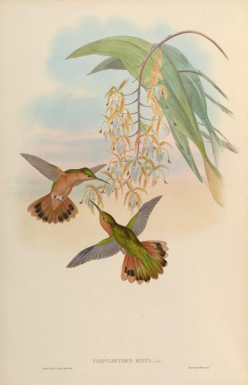 Campylopterus rufus od John Gould