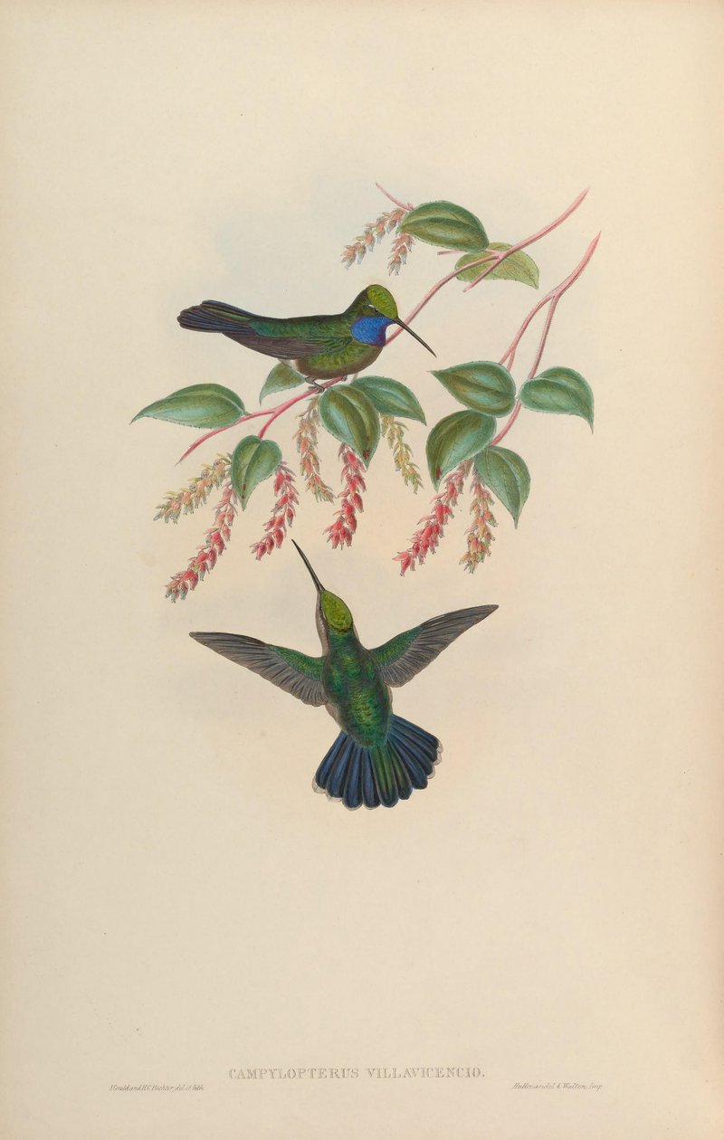 Campylopterus villaviscensio od John Gould