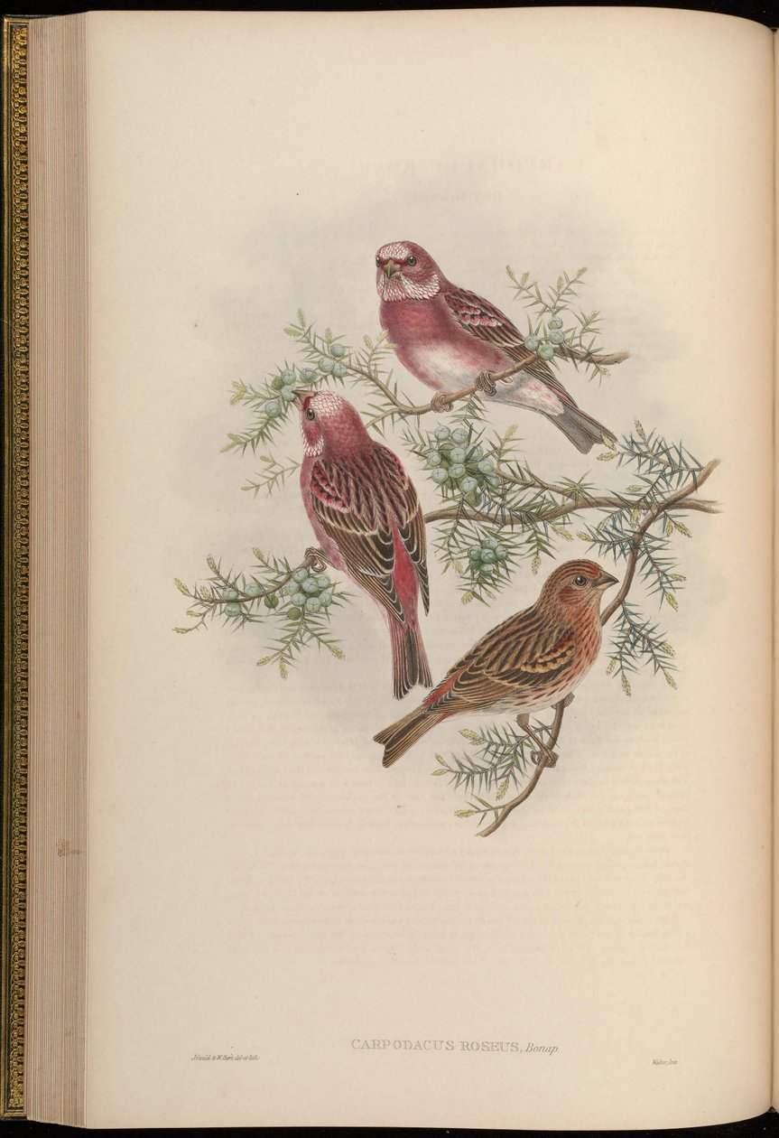 Carpodacus roseus od John Gould