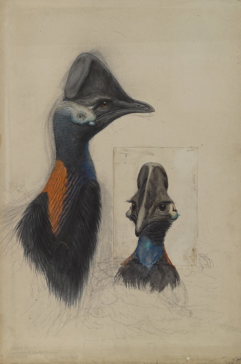 Casuarius Westerman, 1873 od John Gould