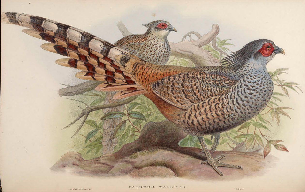 Catreus wallichii od John Gould