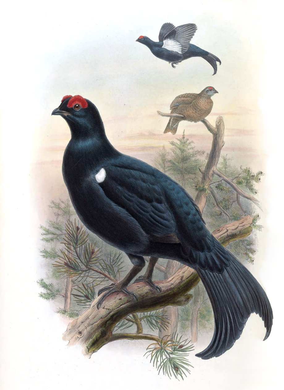 Grouse Lyrurus mlokosiewiczi (syn. Tetrao mlokosiewiczi) od John Gould