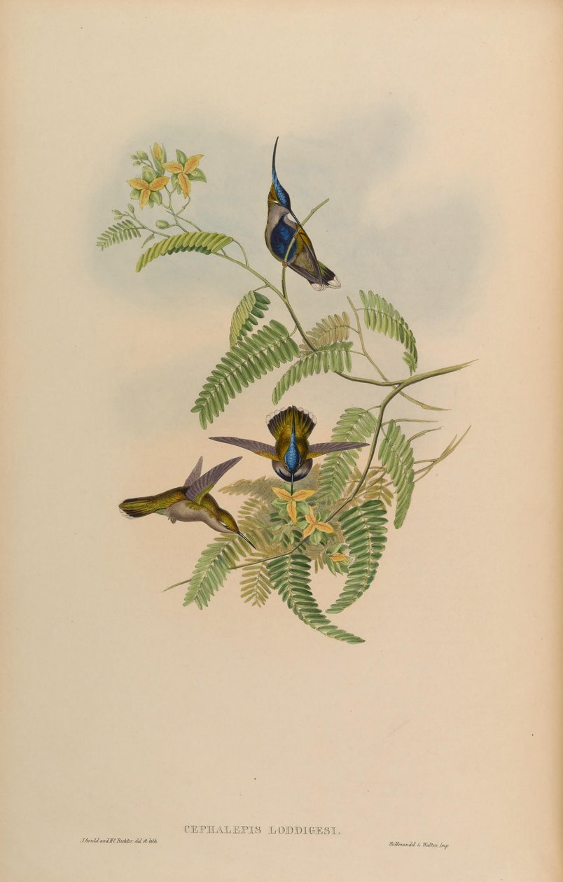 Cephalepis loddigesi = Stephanoxis lalandi loddigesii od John Gould
