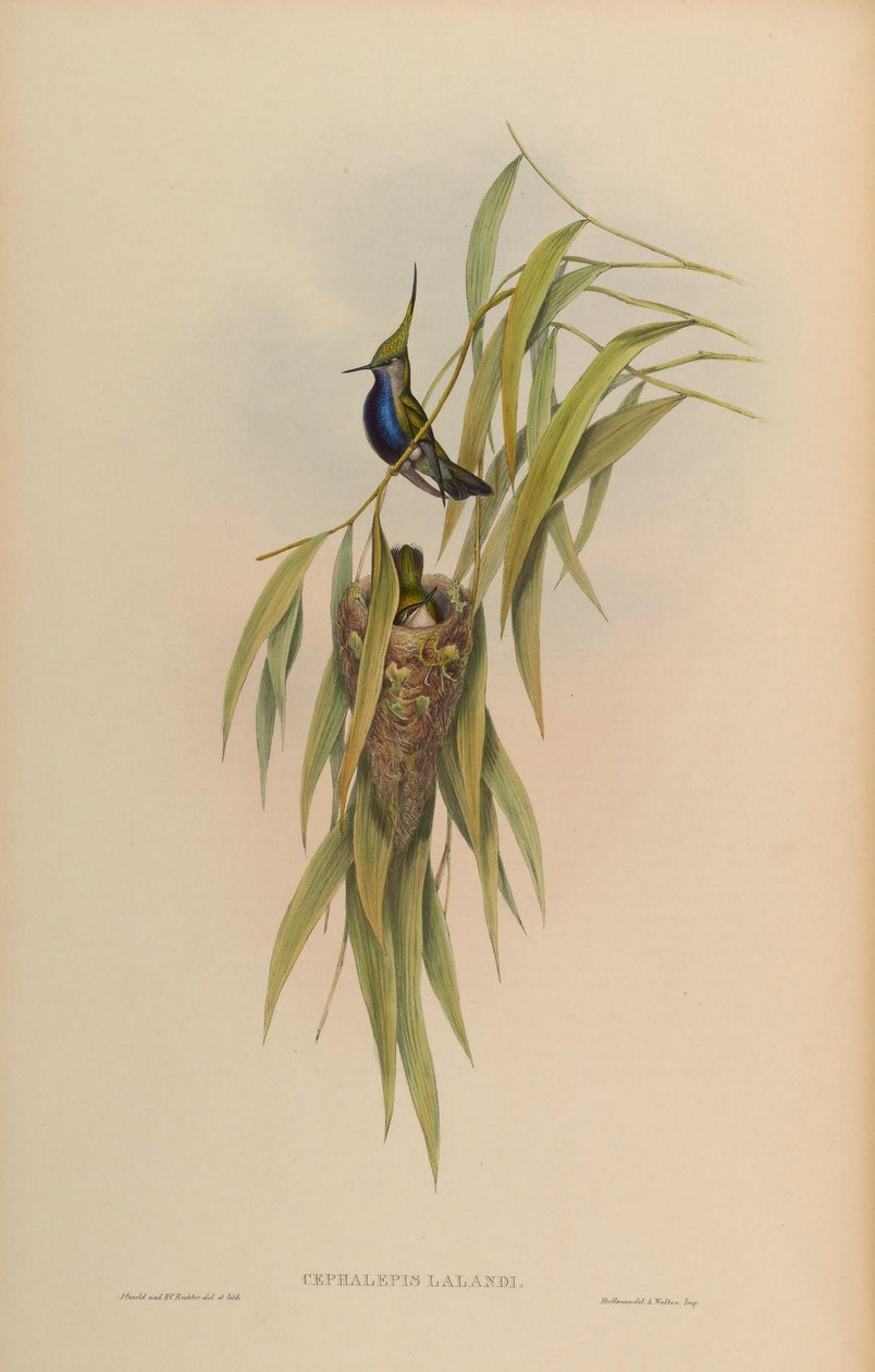 Cephallepis delalandii = Stephanoxis lalandi lalandi od John Gould