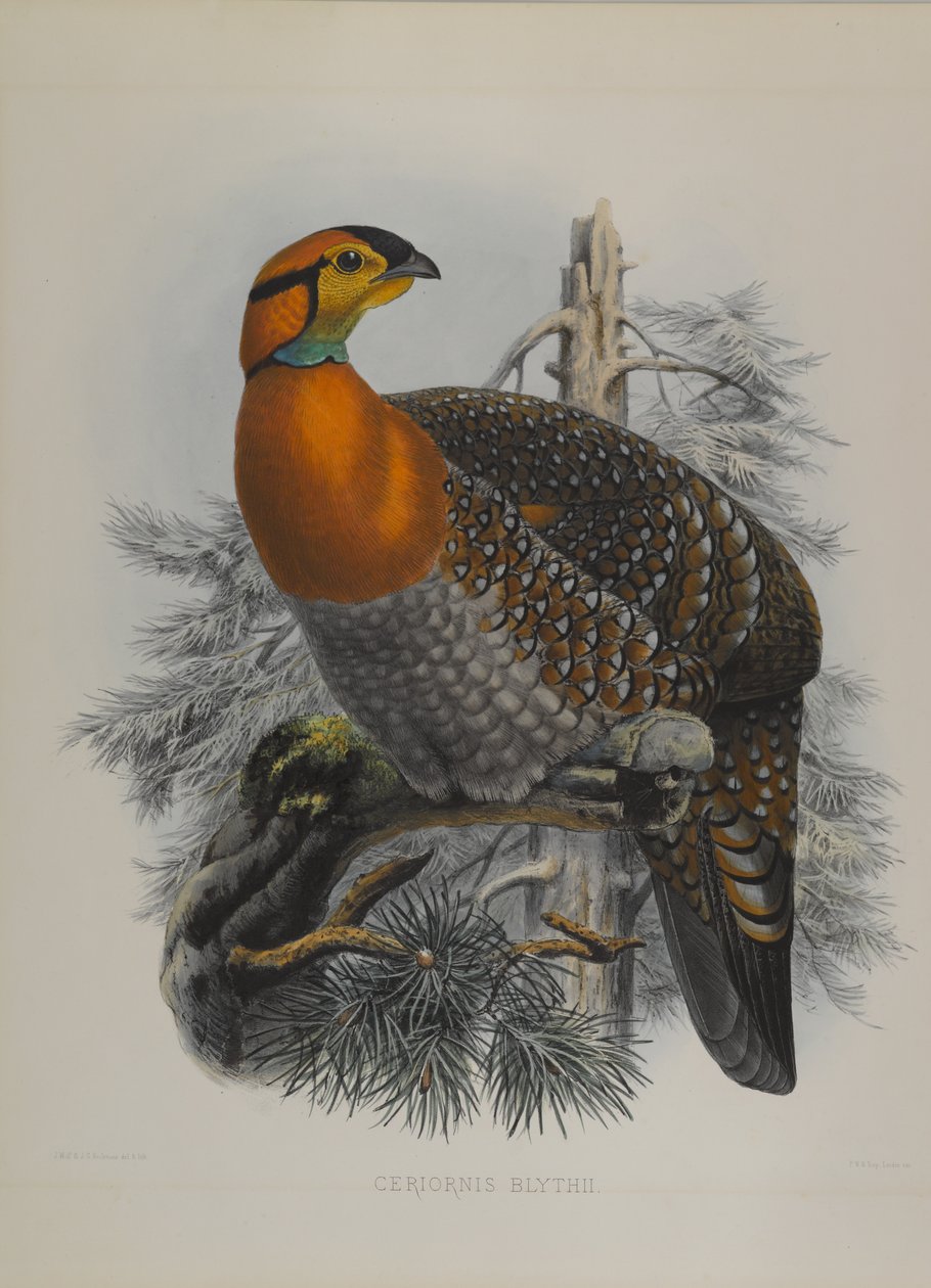 Ceriornis Blythii: Blyths Trazapan od John Gould