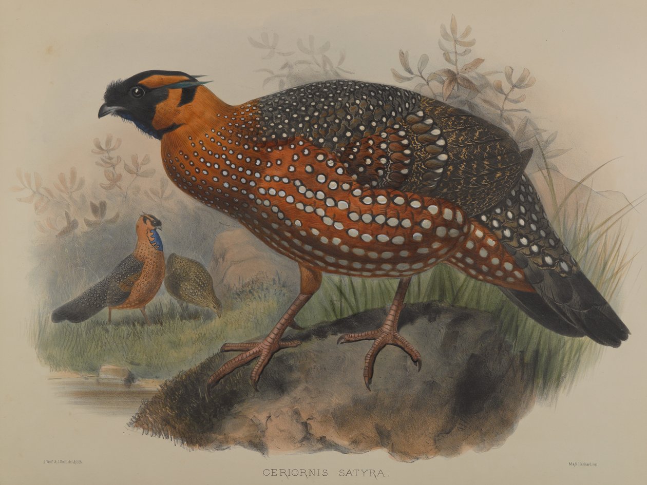 Ceriornis satira od John Gould