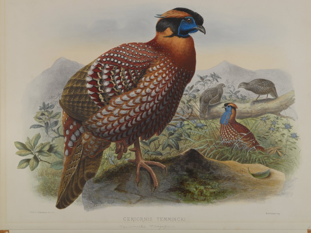 Ceriornis Temminkii: Temmincks Trazapan od John Gould
