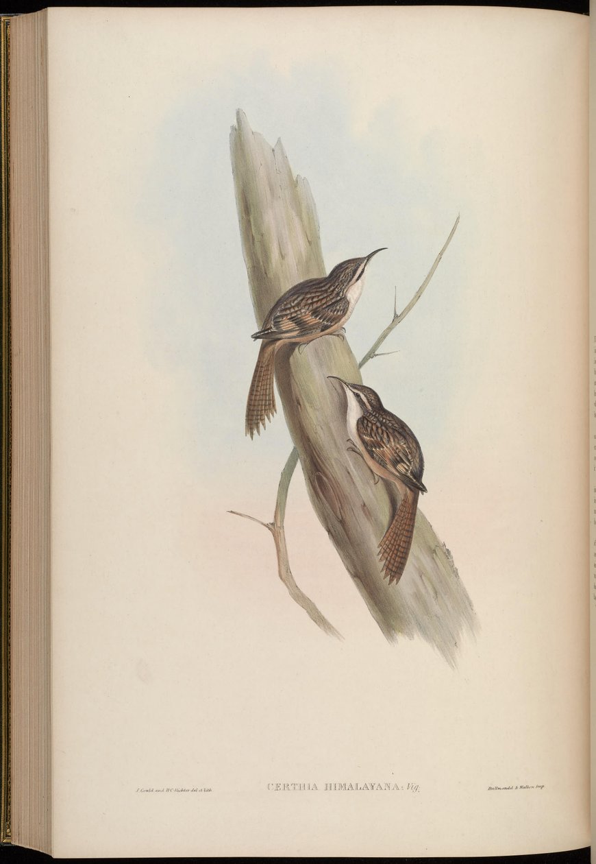 Himálajská certhie od John Gould
