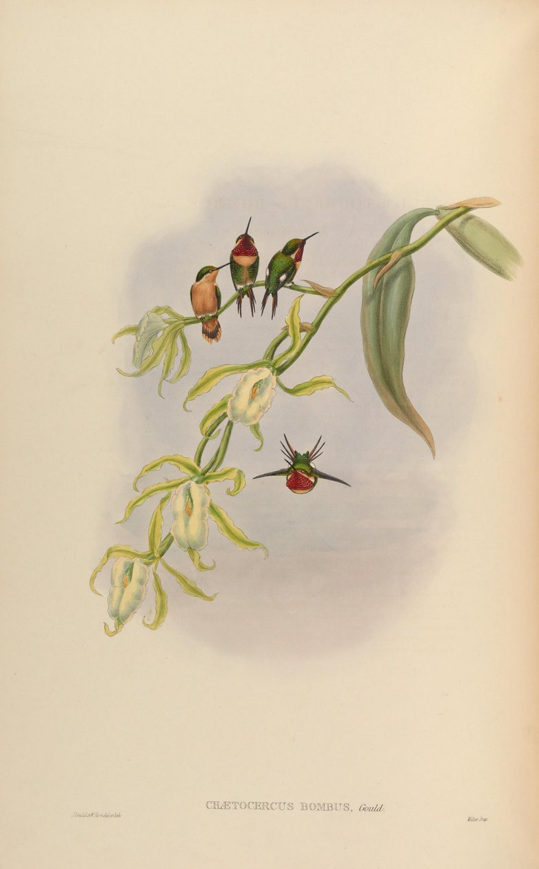 Chaetocercus bombus od John Gould
