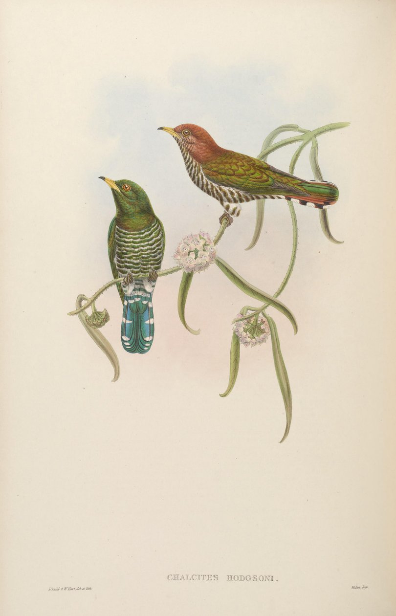Chalcites hodgsoni = Chrysococcyx maculatus od John Gould
