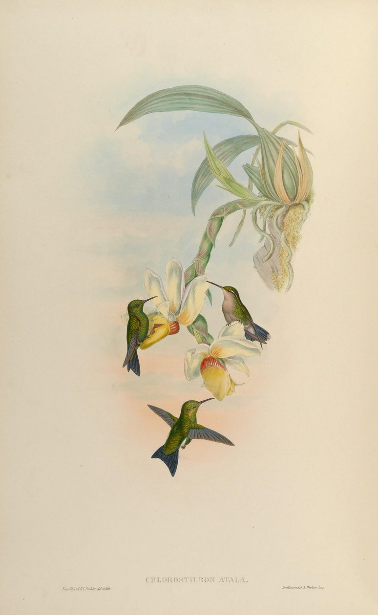 Chlorostilbon atala = Chlorostilbon mellisugus mellisugus od John Gould