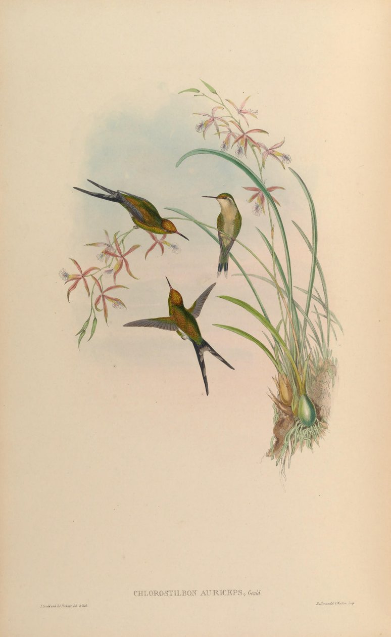 Chlorostilbon auriceps = Chlorostilbon auriceps od John Gould