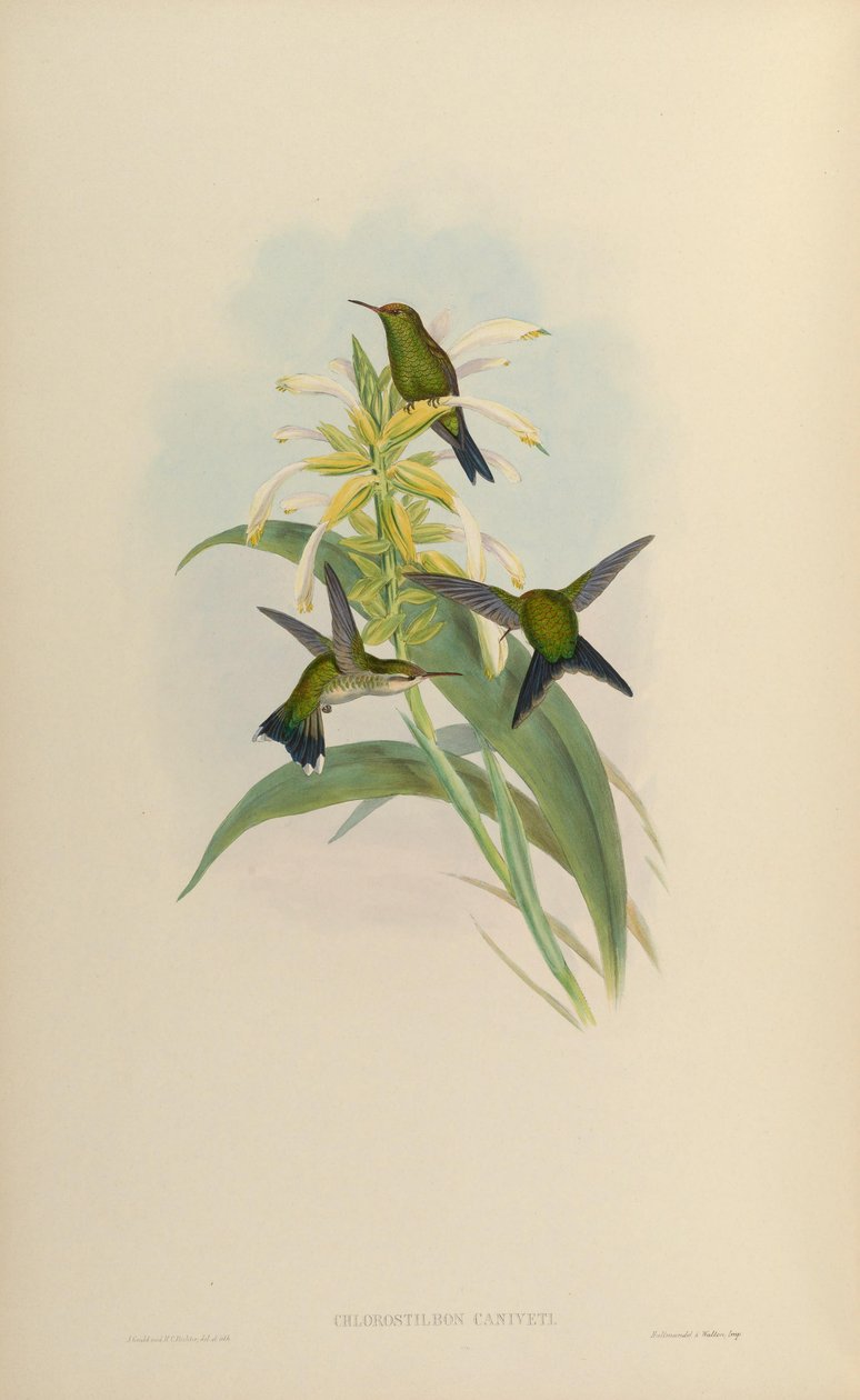 Chlorostilbon canivetii od John Gould