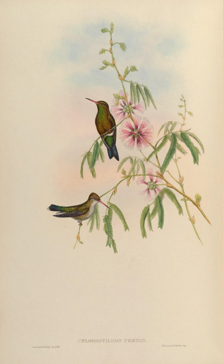 Chlorostilbon phaethon = Chlorostilbon aureoventris = Chlorostilbon lucidus od John Gould