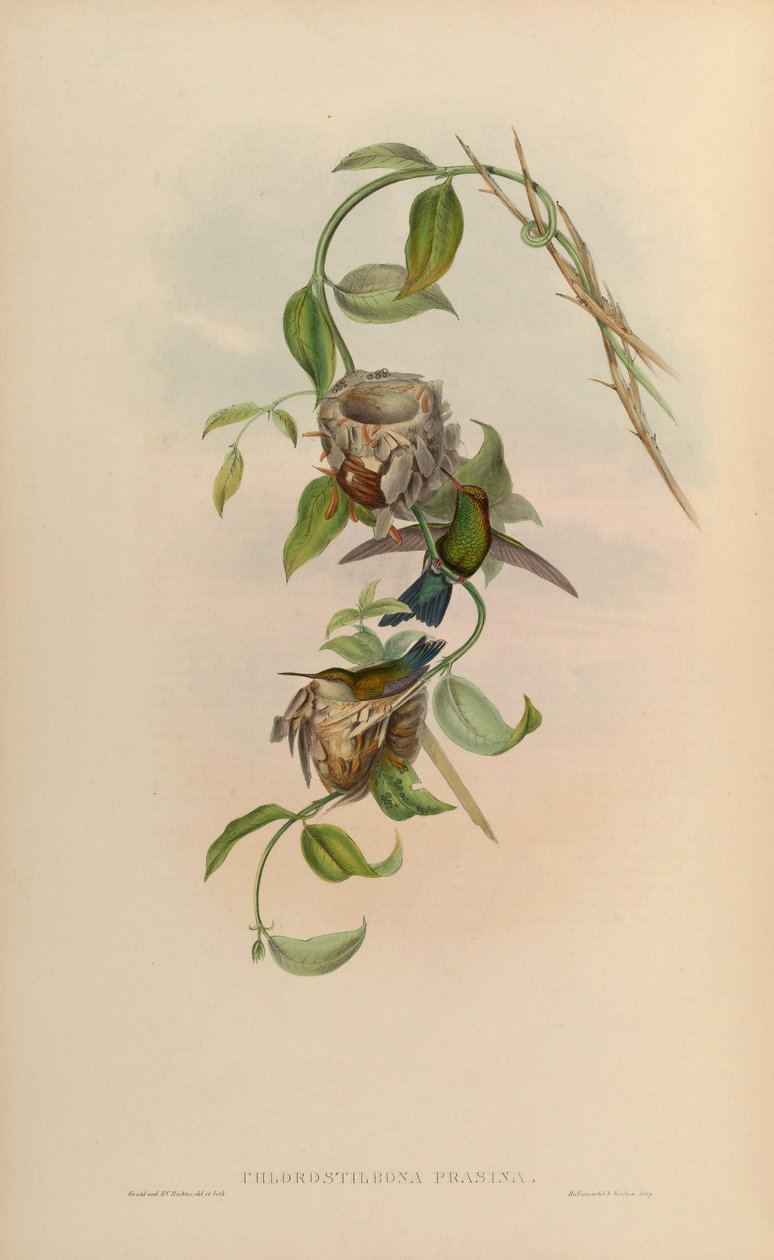 Chlorostilbone green = Chlorostilbone bee green od John Gould