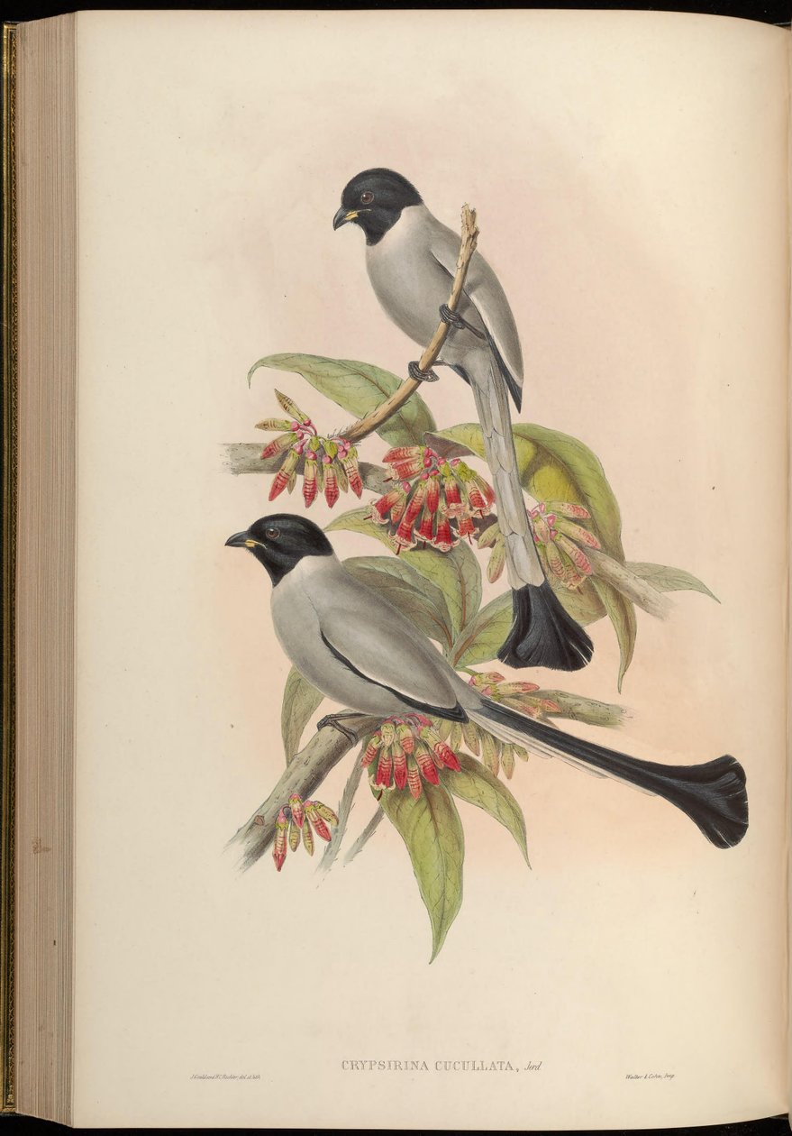 Chrypsirhina cucullata od John Gould
