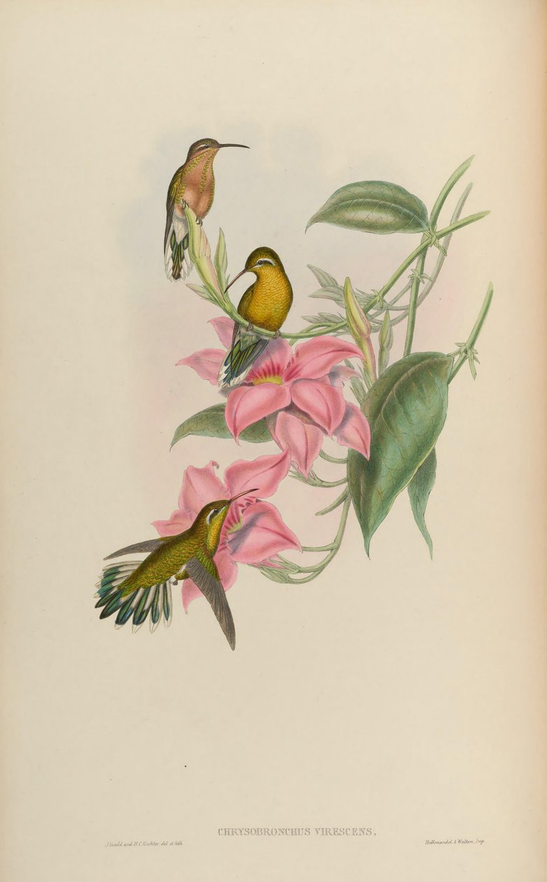 Chrysobronchus virescens = Amazilia viridicauda od John Gould