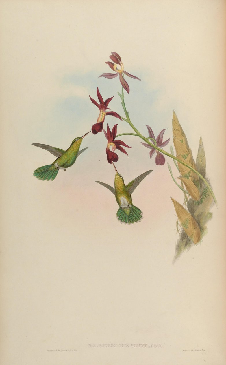 Chrysobronchus viridicauda = Amazilia viridicauda od John Gould
