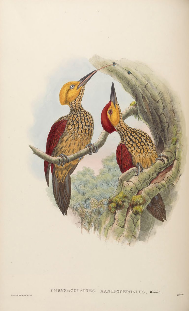 Zlatníci zlatovláska od John Gould