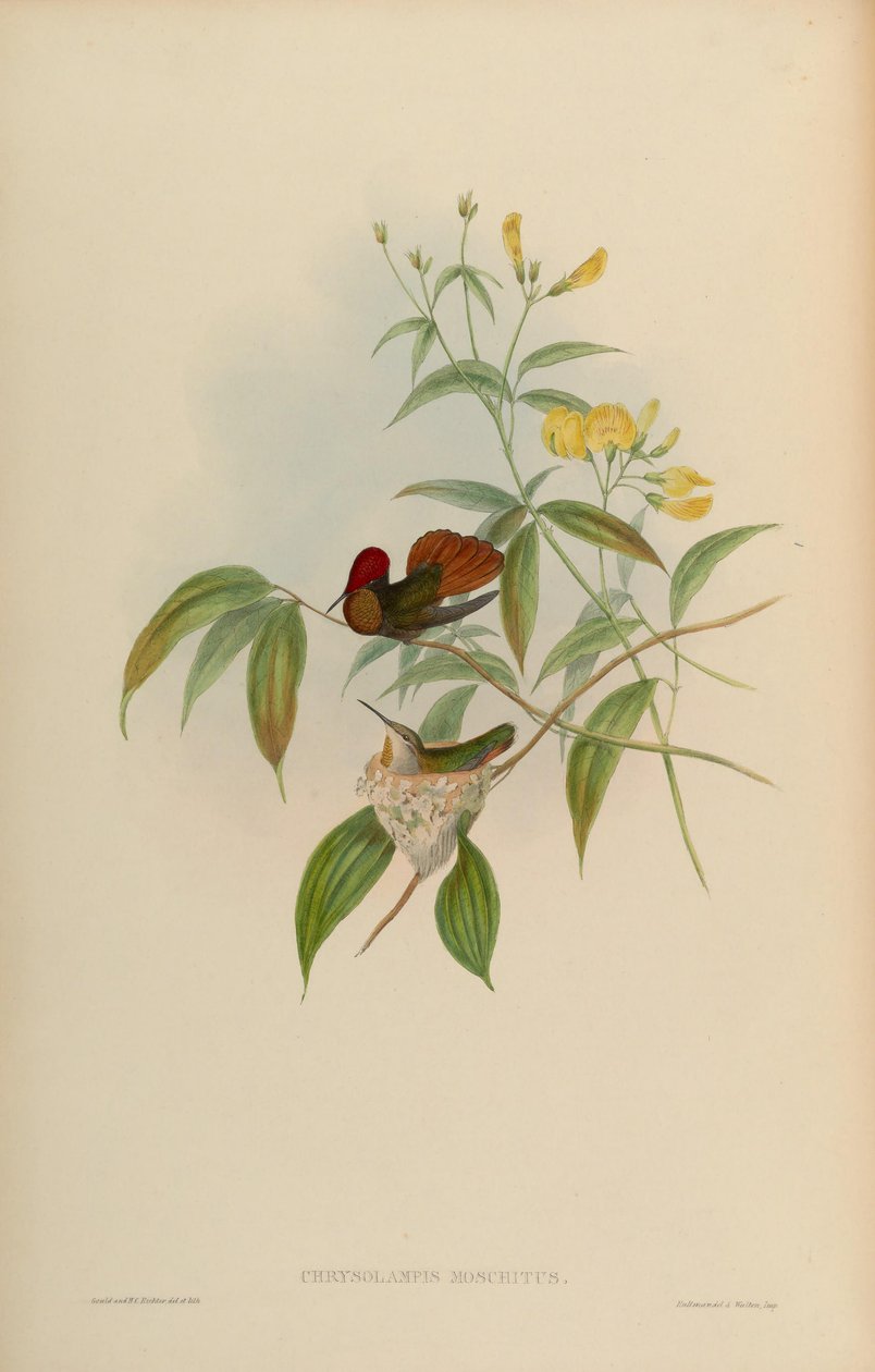 Chrysolampis moschitus od John Gould