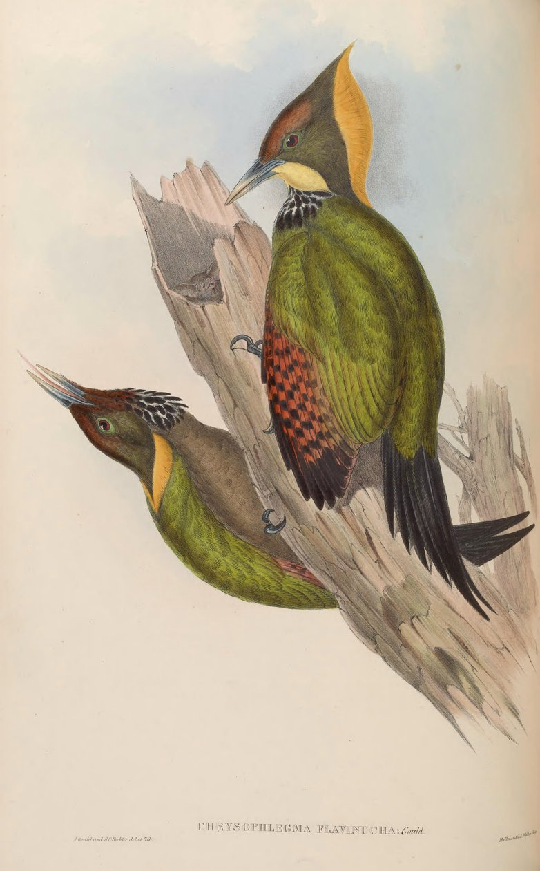 Chrysophlegma flavinucha = Picus flavinucha od John Gould