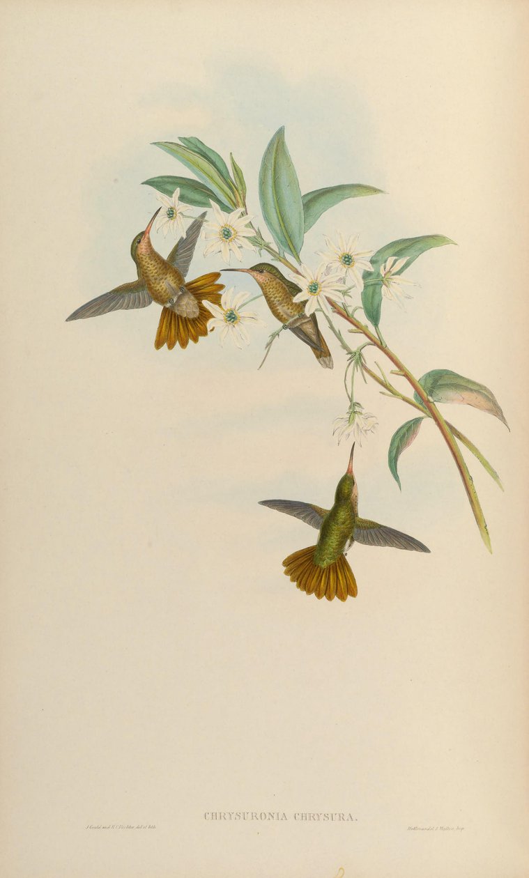 Chrysuronia chrysura = Hylocharis chrysura od John Gould