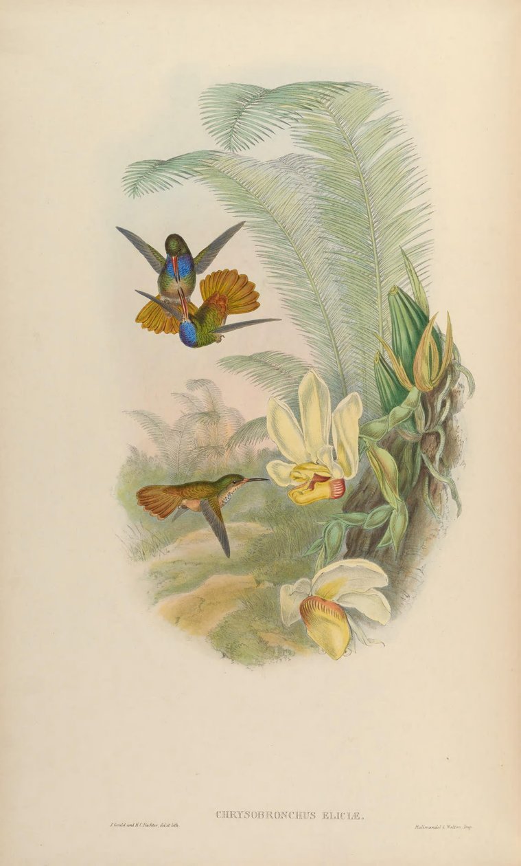 Chrysuronia elicitae = Hylocharis elicitae od John Gould