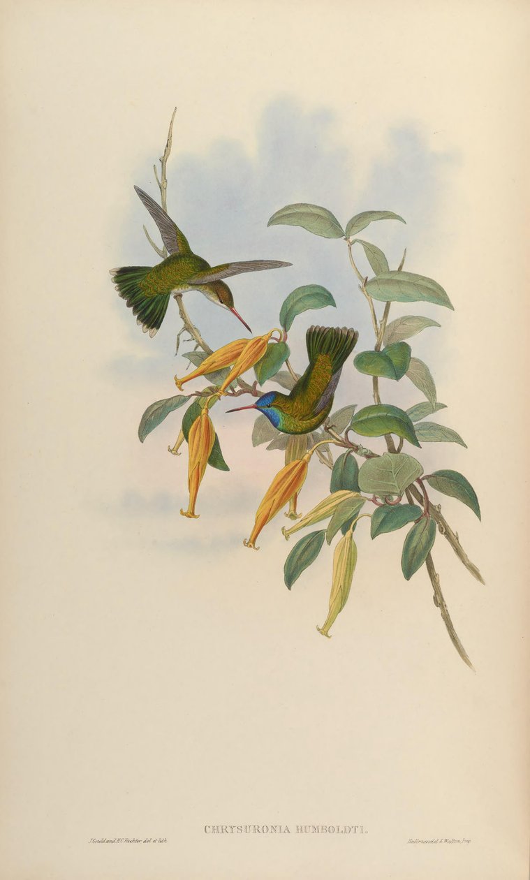 Chrysuronia humboldti = Hylocharis humboldti od John Gould