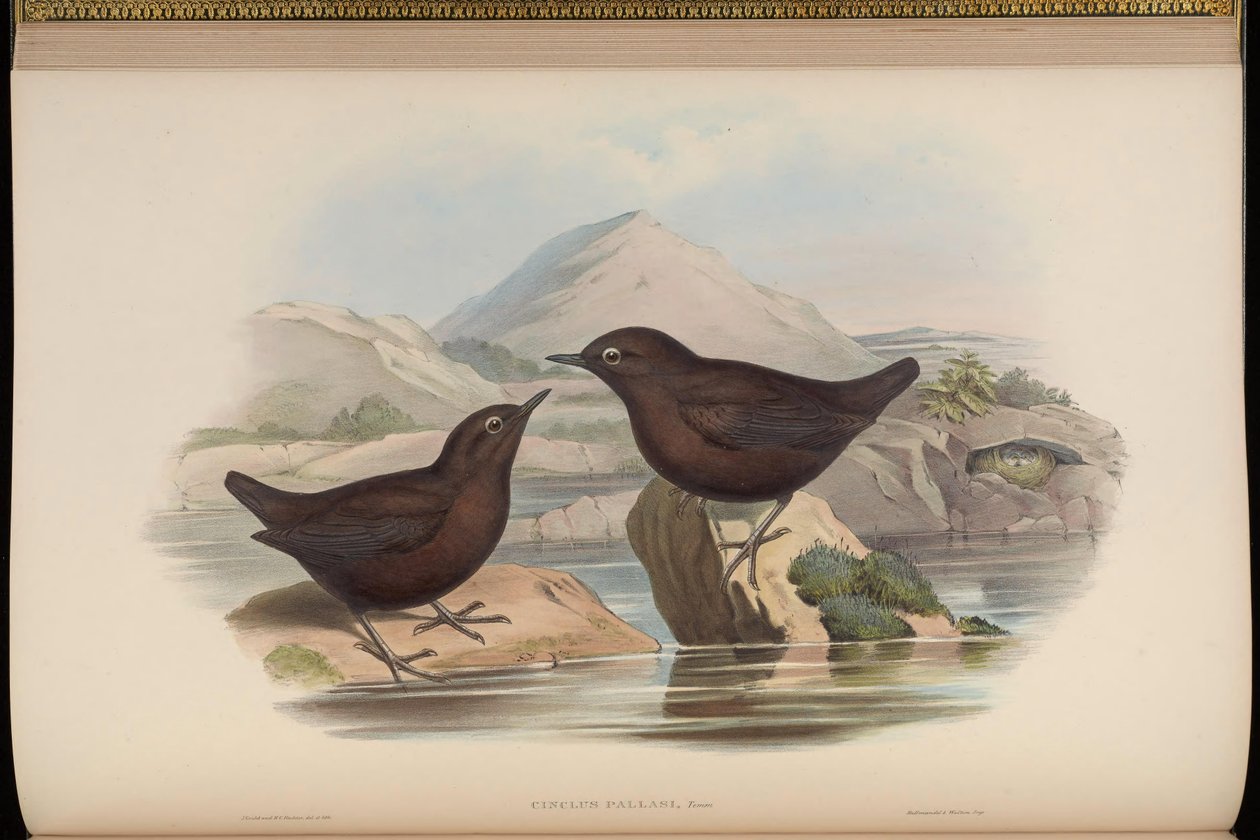 Cinclus pallasii od John Gould
