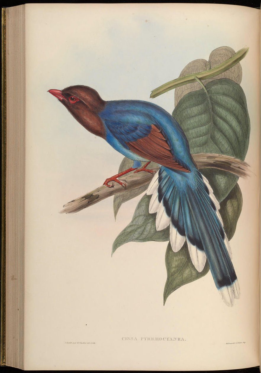 Cissa pyrrhocyanea = Urocissa ornata od John Gould