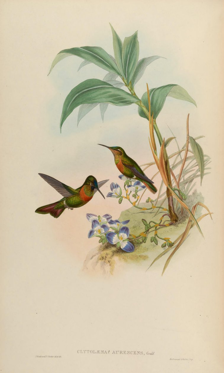 Clytolaema aurescens = Polyplancta aurescens od John Gould