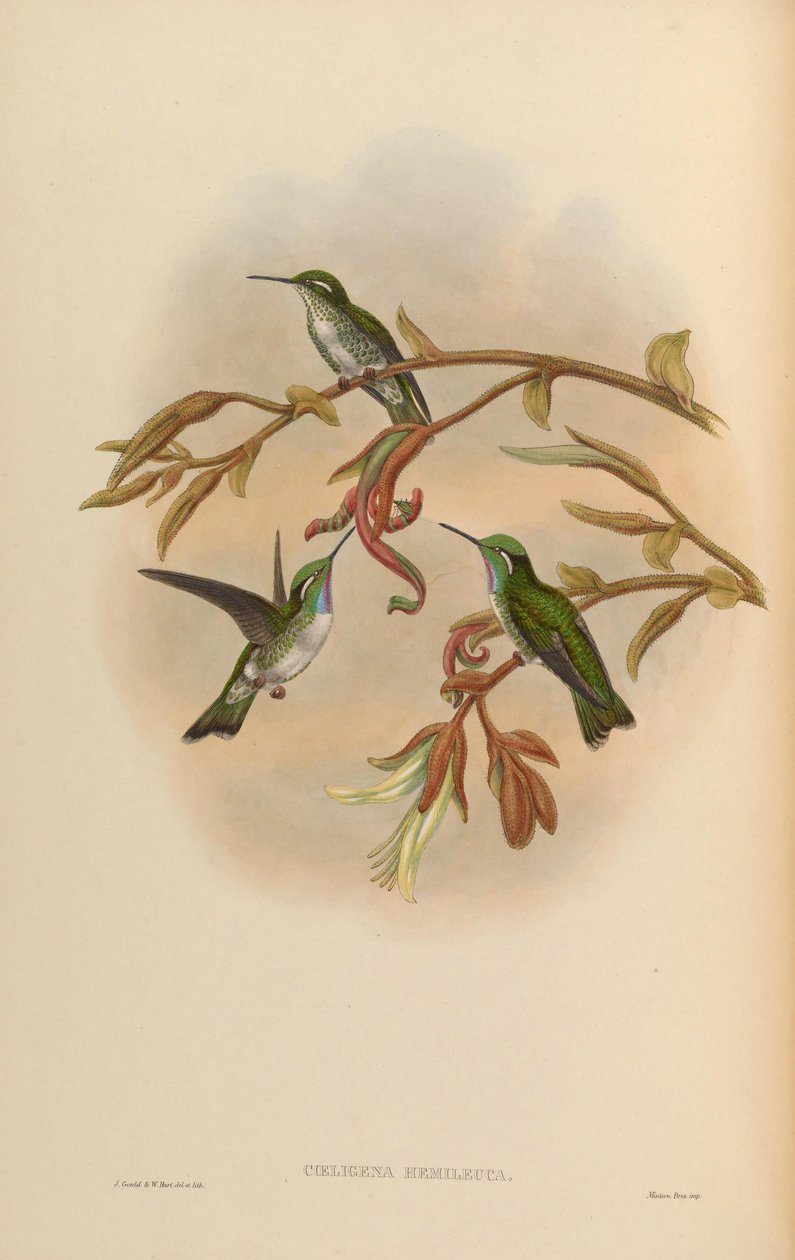 Coeligena hemileuca = Lampornis hemileucus od John Gould
