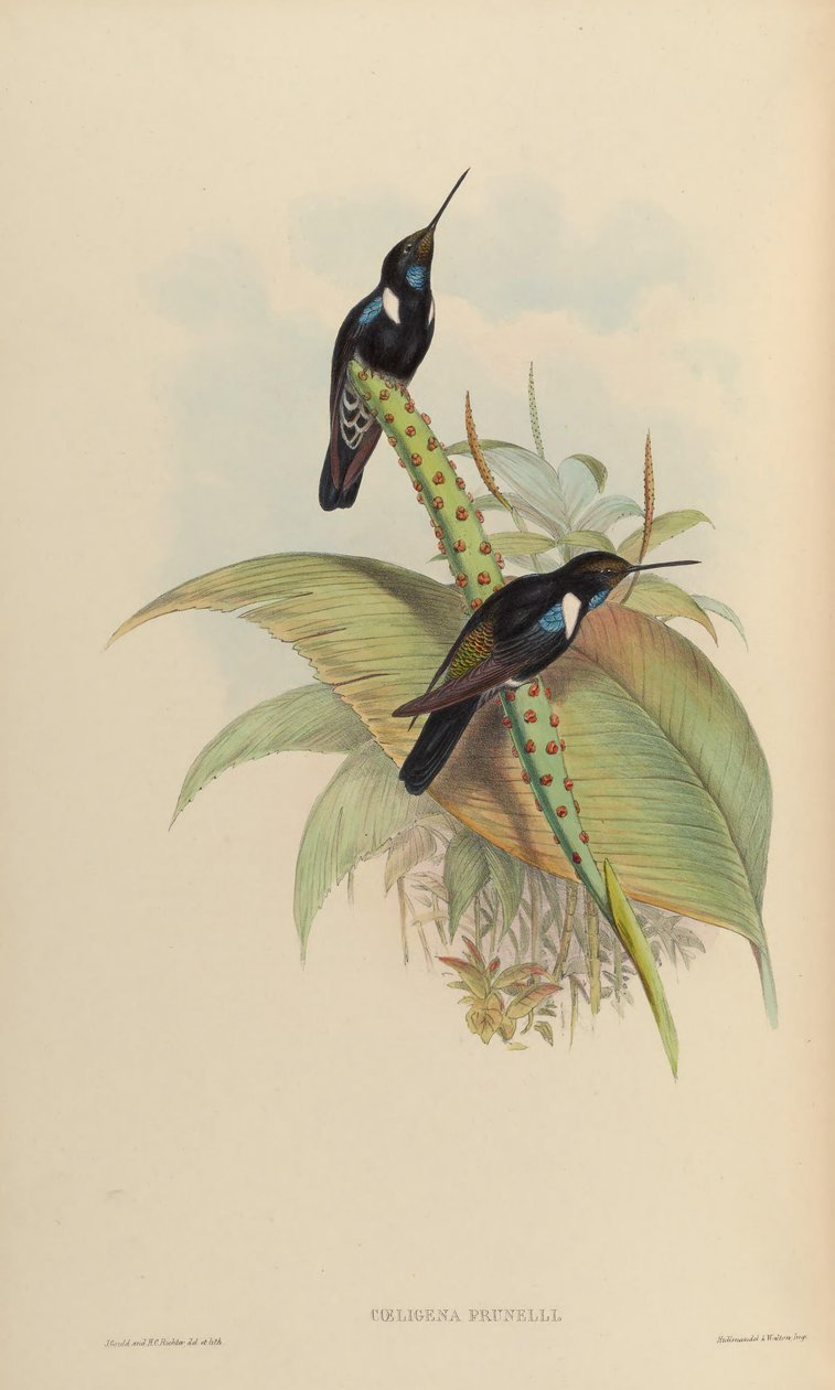 Coeligena prunellei od John Gould
