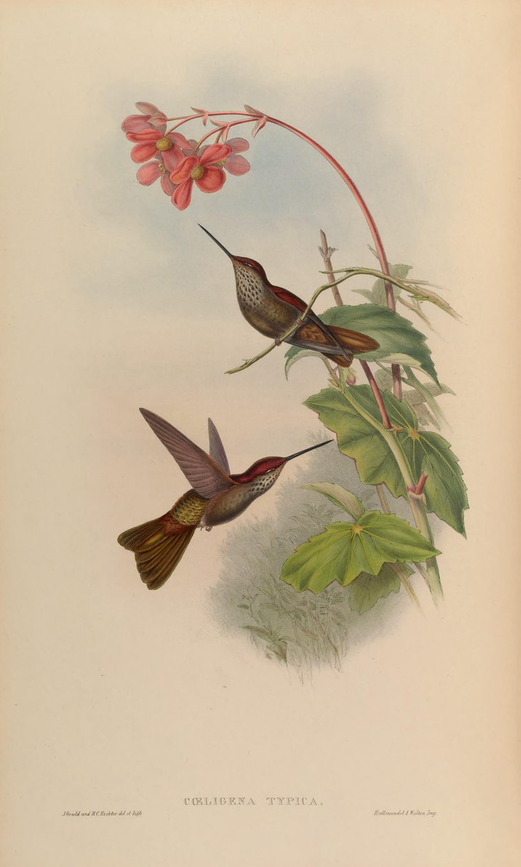 Coeligena typica = Coeligena coeligena od John Gould