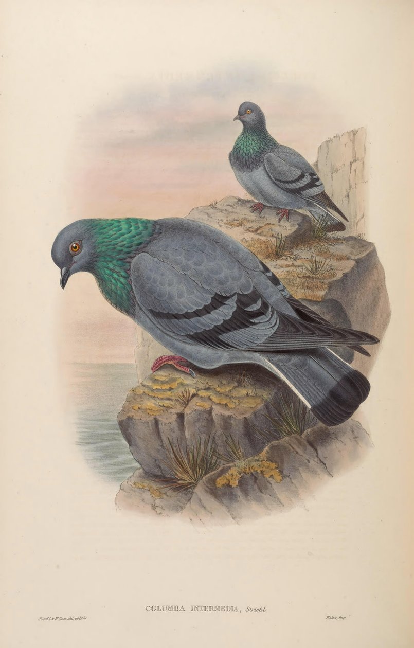 Columba intermedia = Columba livia intermedia od John Gould