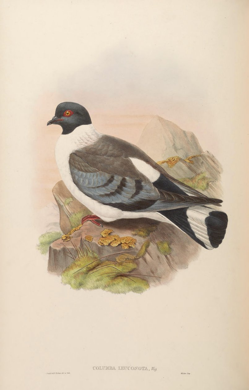 Columba leuconota od John Gould