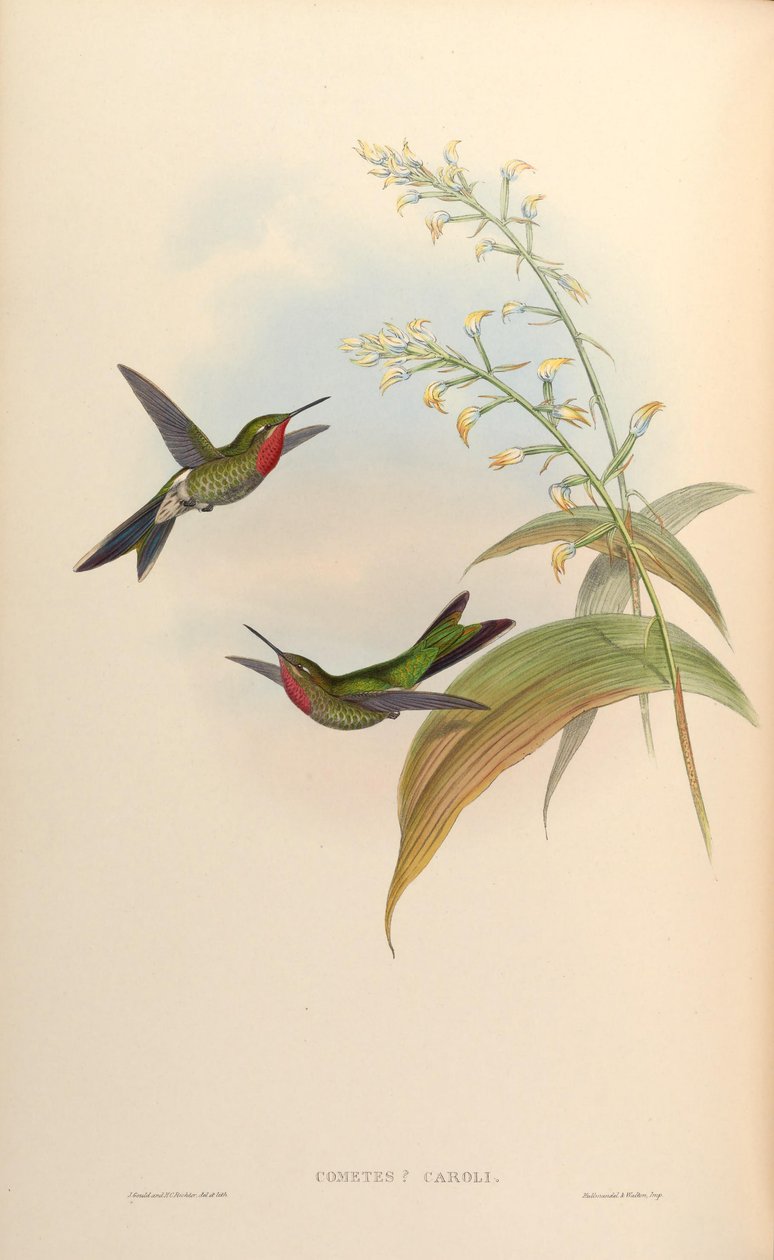 Kometa caroli = Polyonomus caroli od John Gould