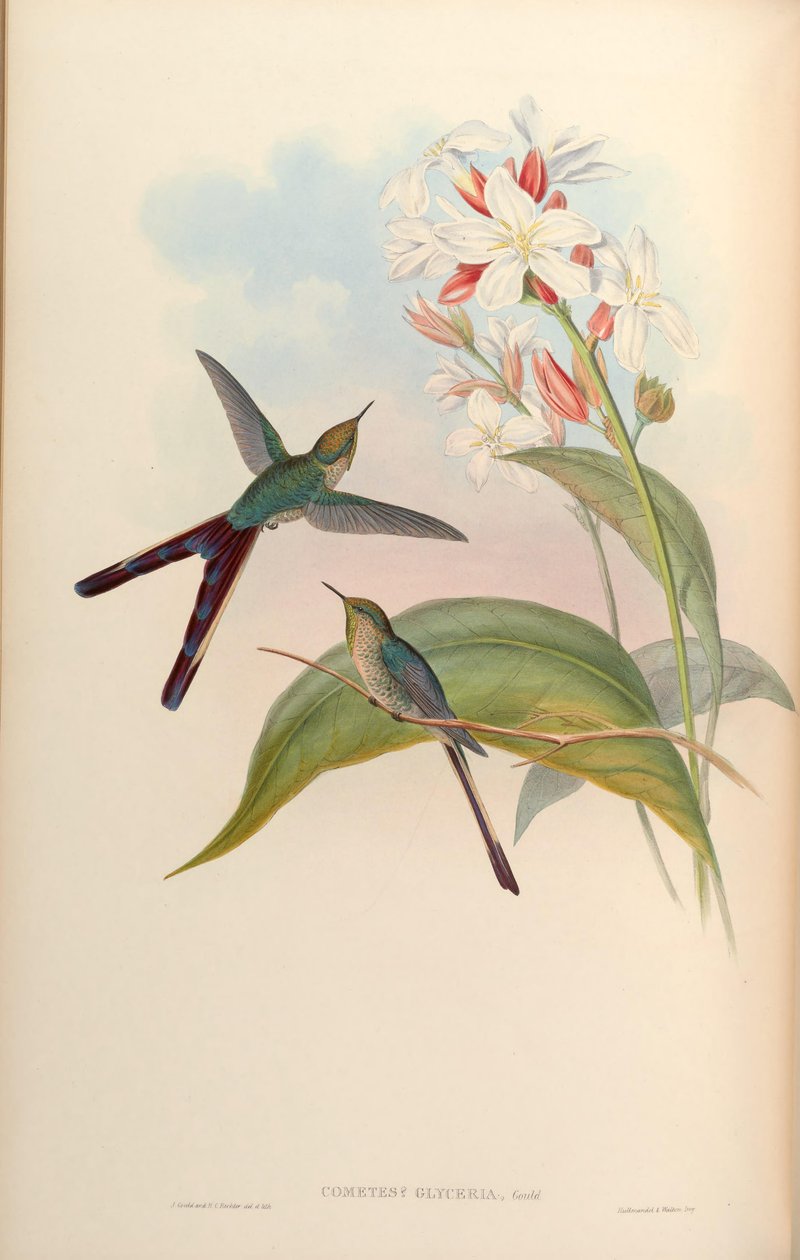Glyceria kometa = Lesbia vítězství x Ramphomicron microrhynchus od John Gould