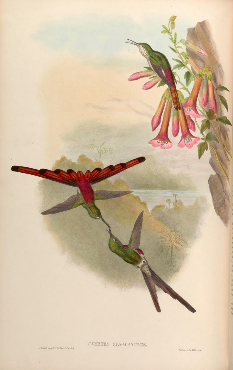 Cometes sparganurus = Sappho sparganura od John Gould