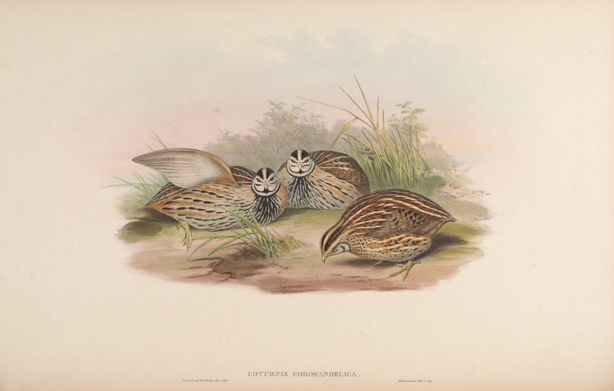 Coturnix coromandelica od John Gould
